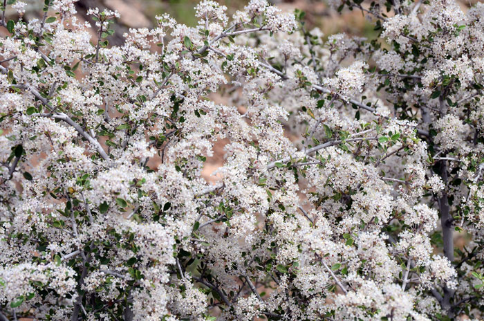 Ceanothus fendleri, Fendler's Ceanothus